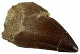 Large, Fossil Mosasaur (Prognathodon) Tooth - Morocco #262819-1